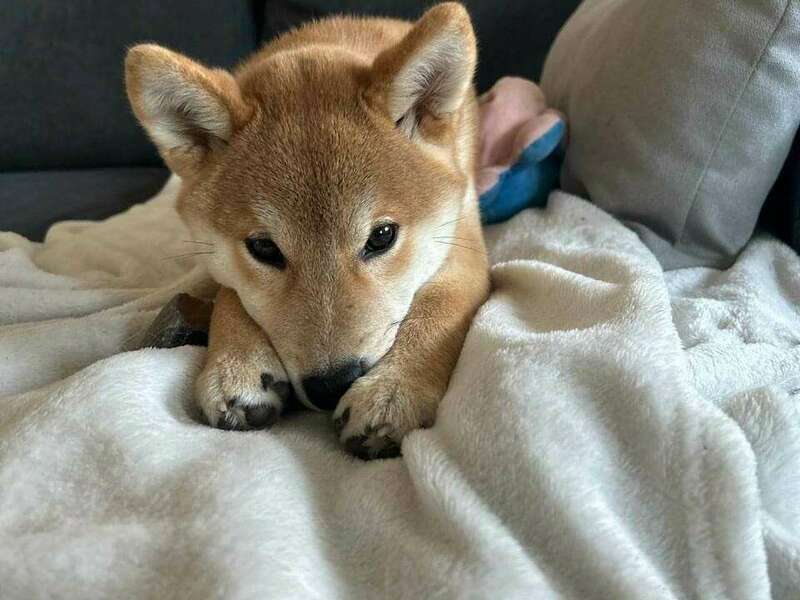 332872149_234194162369943_8511234756964889451_n