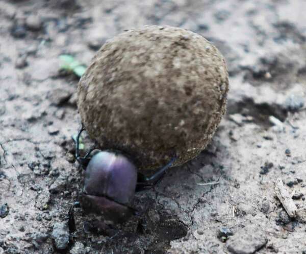 Le message du Scarabée