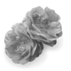 Mettez des fleurs dans votre vie