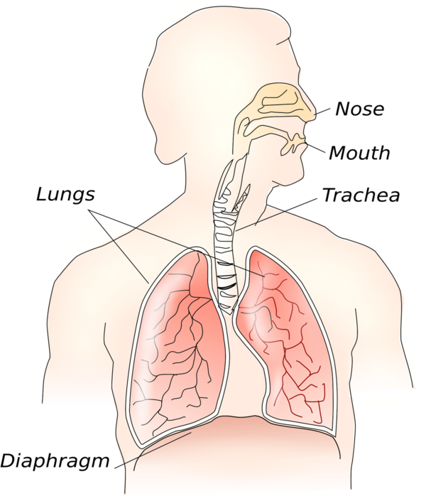 Apaiser nos émotions : Etirement et auto-massage du diaphragme