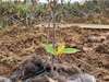 bocage choletais arbres certifiés stockage carbone rse