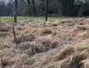 arbres bocage choletais biodiversité carbone