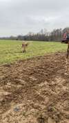 arbres locaux en pleine croissance sous un ciel bleu