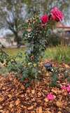 jardin potager avec clôture en bois bocager