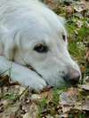 chien thérapeute Hautefontaine
