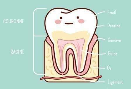 Qu'est-ce qu'une dent ?