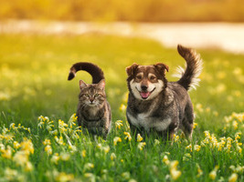 Arielle MOREAU, droit des animaux à La Rochelle (17000)