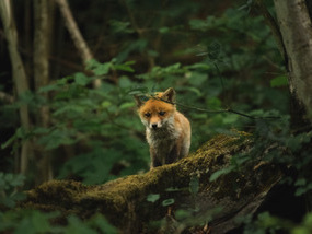 Arielle MOREAU, droit équin à La Rochelle (17000)