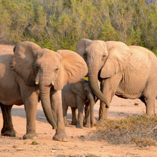 Prestations en droit des animaux 