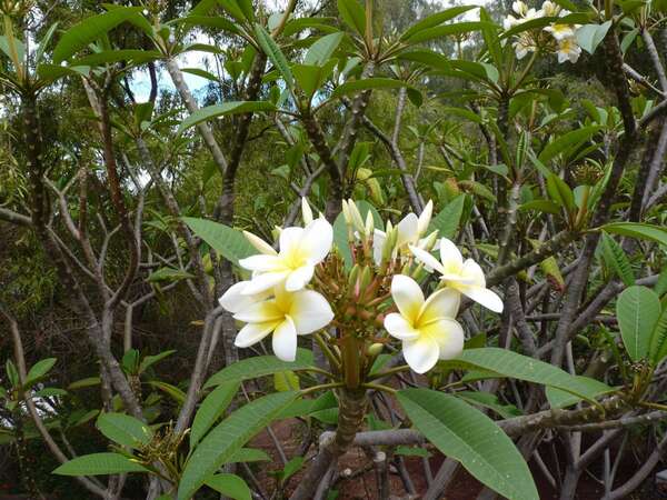 Lancement du site internet de Karine Soignet - Magnétiseur à Plaisance du Touch, proche de Toulouse