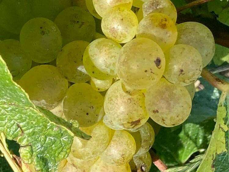 received_876732329627583