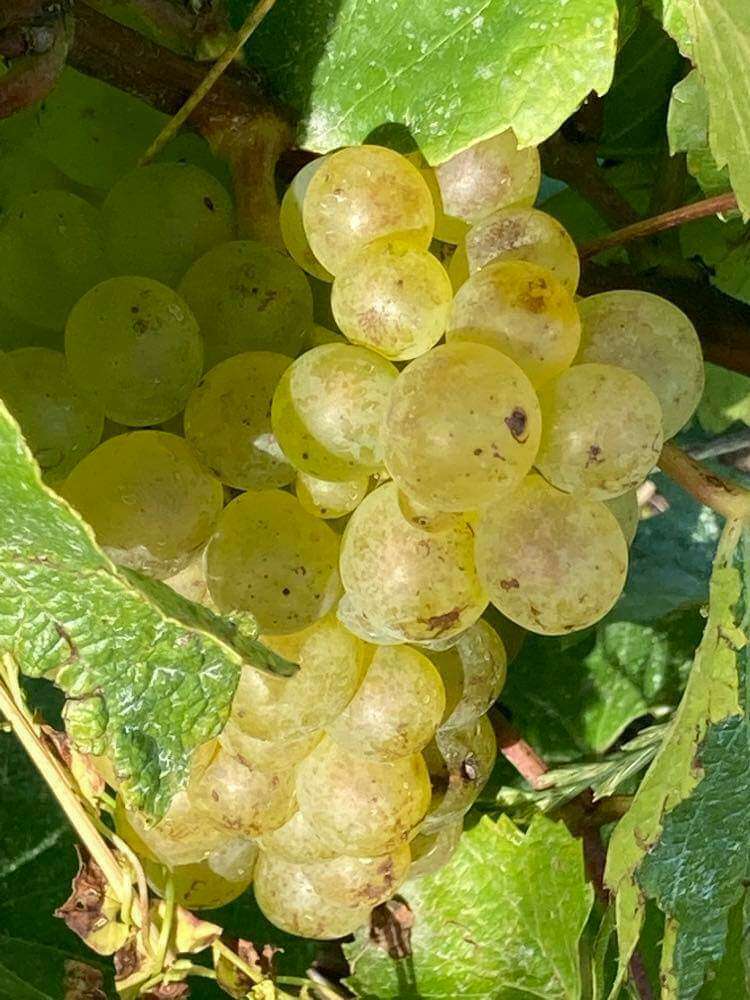 received-876732329627583__1_