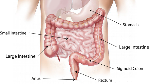 Titre L’organe qui permet d’éviter 100 maladies