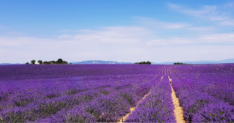 2-1_lucas_champs_de_lavande