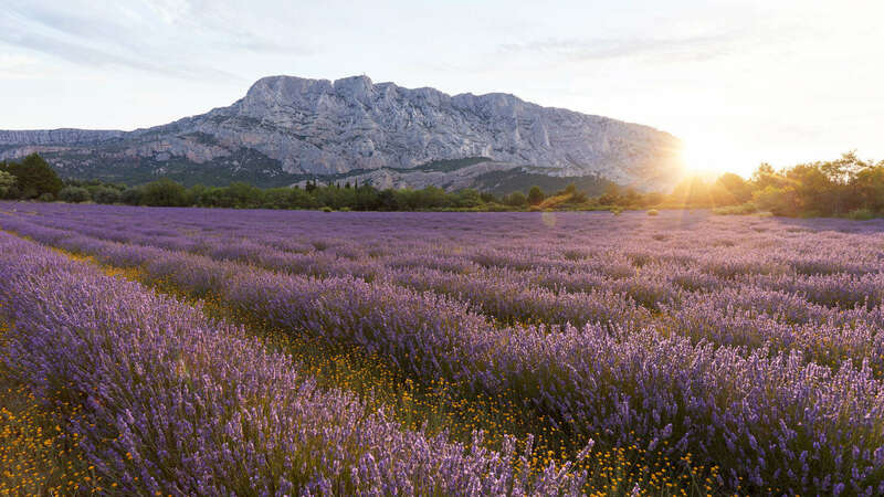 2-4_sainte-victoire-lavande-lever-de-soleil