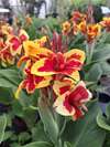 Hemerocallis