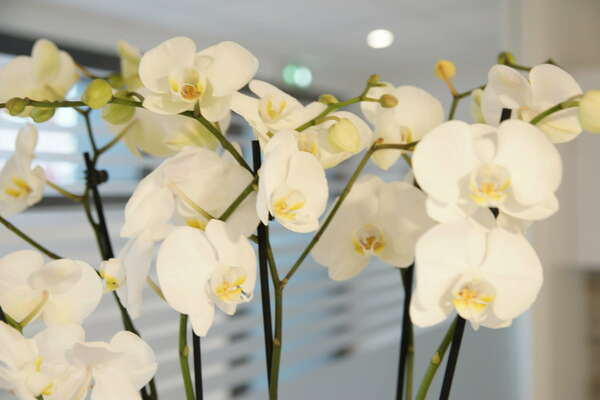 Les assistantes du cabinet