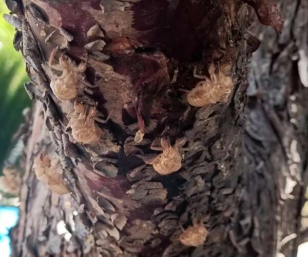 Hello Jean,  les cigales contestent  !