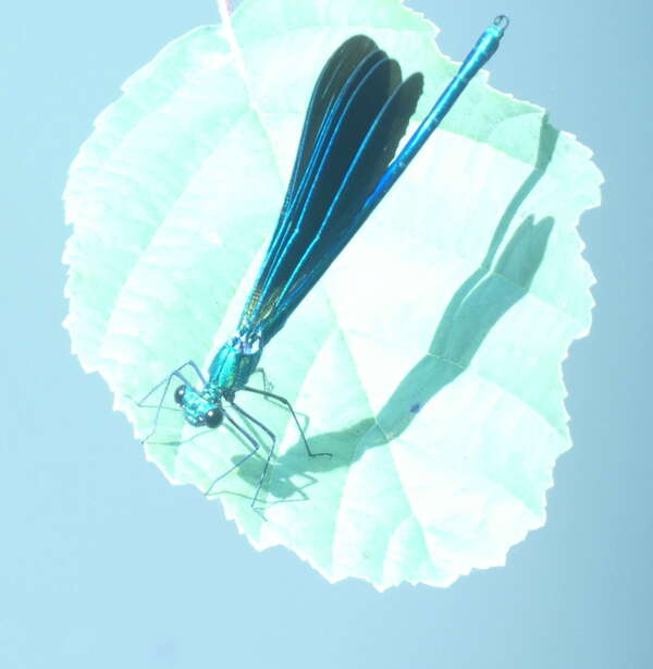 Déroulement d'une séance d' hypnose