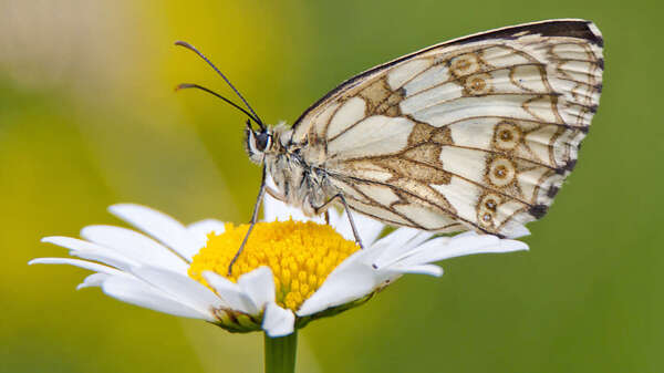 Mieux que le tabac ! ce qui vous fait du bien.