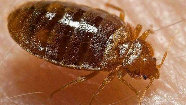 L'origine des punaises de lit