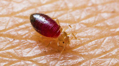 Pourquoi les punaises de lit ne piquent pas tout le monde de la même façon ?