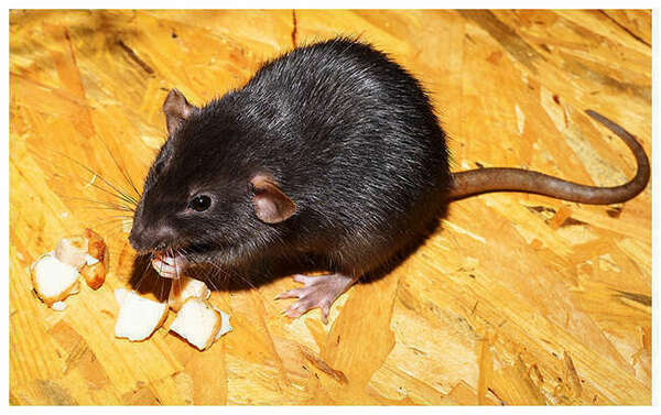 Ce que les rats aiment et n'aiment pas