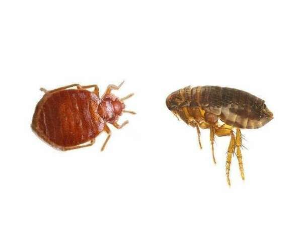 Les similarités entre les puces et les punaises de lit: