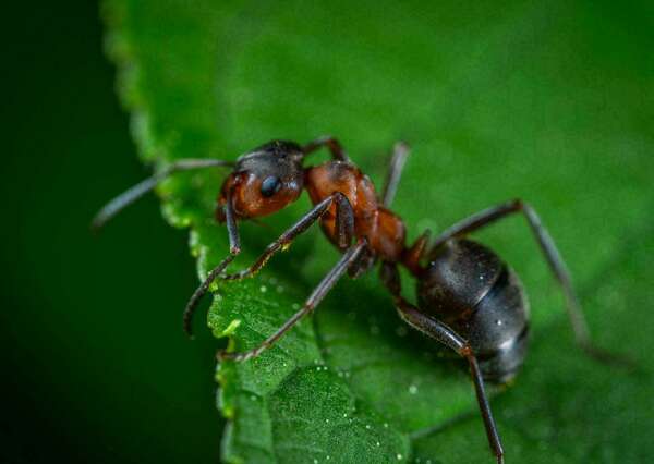 Comment un particulier peut-il se débarrasser des fourmis de son appartement ou de sa maison à Paris.