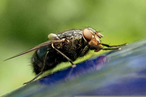 4 Solutions pour se débarrasser des mouches de son appartement ou de sa maison à Paris.