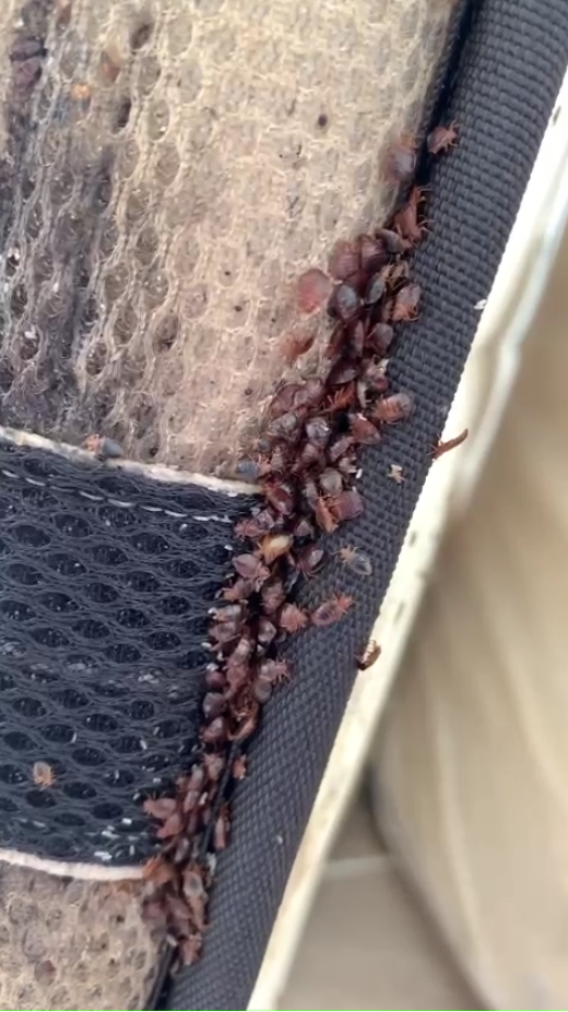  Comment réussir une extermination de punaise de lit à Paris 14ème.