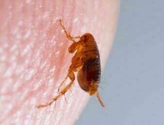 Quelles sont les différentes étapes à suivre pour se débarrasser des puces dans son logement?