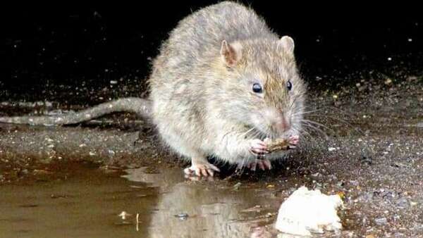 Comment savoir si j’ai affaire à des souris ou des rats chez moi?