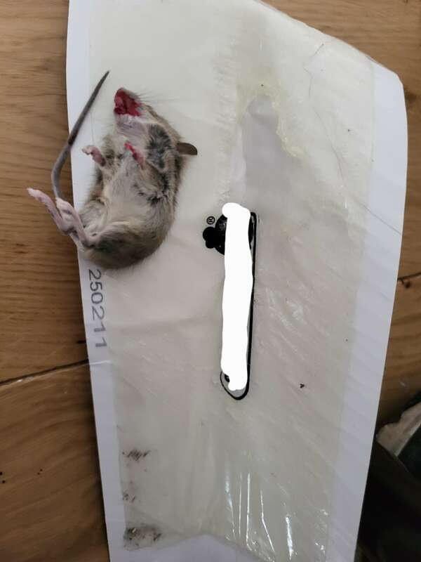 Est-ce la souris ou le rat le plus compliqué à attraper?