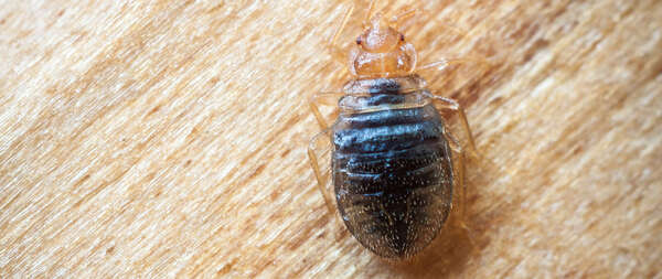 Guide complet pour traiter les punaises de lit efficacement