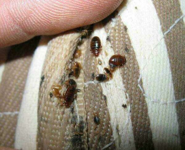 Se débarrasser des punaises de lit définitivement à Paris: