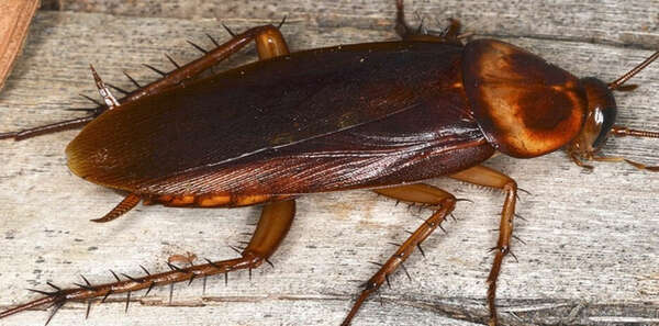 Dans quelle mesure les cafards sont-ils nuisibles?