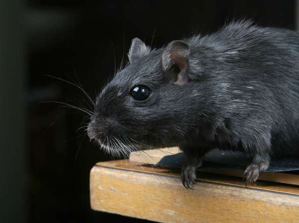 Les rats et leur histoire
