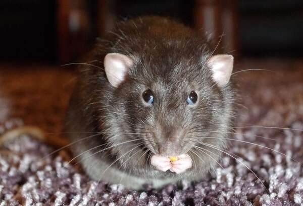 Quels sont les gestes à adopter lorsque l’ont est confronté à des souris dans sa  maison?