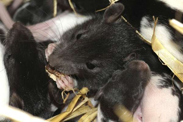 Où trouve t'on le plus souvent des rats et des souris?