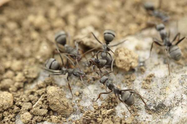 Les différentes variétés de fourmis en France