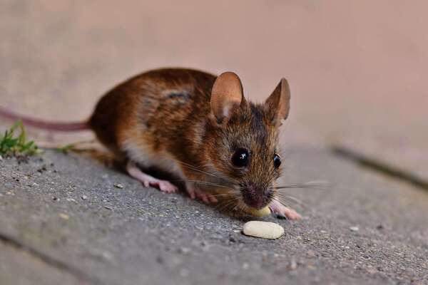 Comment savoir si j’ai affaire à des souris ou des rats chez moi?