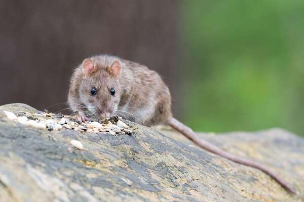 Ce que les rats aiment et n'aiment pas