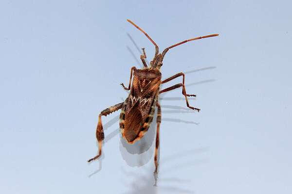 Les insectes xylophages : nuisibles ou pas nuisibles ?