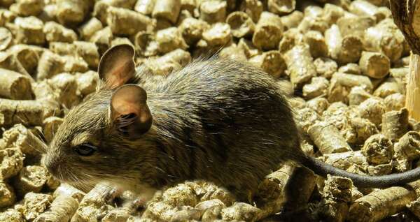 Rats dans les égouts parisiens : pourquoi ils remontent et comment protéger son logement