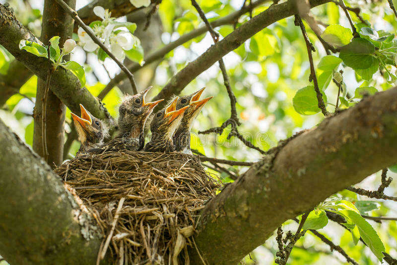 quatre-poussins-affames-dans-un-nid-avec-les-becs-jaunes-90947121