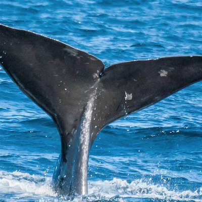Avis Azores Atout Cœur - Denis et Emmanuel