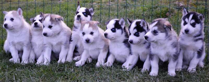 roussel20241128-3203310-1q1lgc2