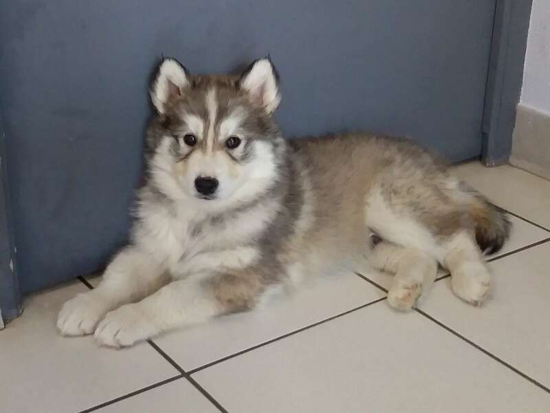 poucky20241128-3198898-15bhfoy