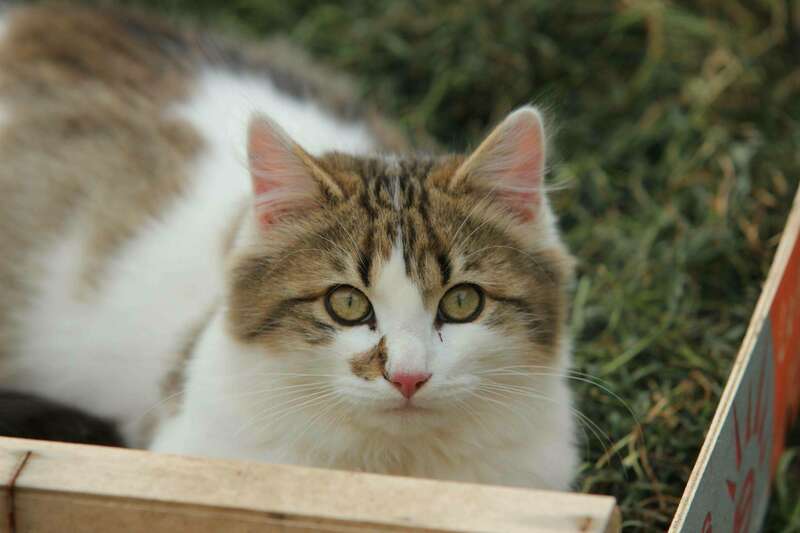 11024727_1043429542344784_1981648009966543941_o20241128-3213224-19h2vx1